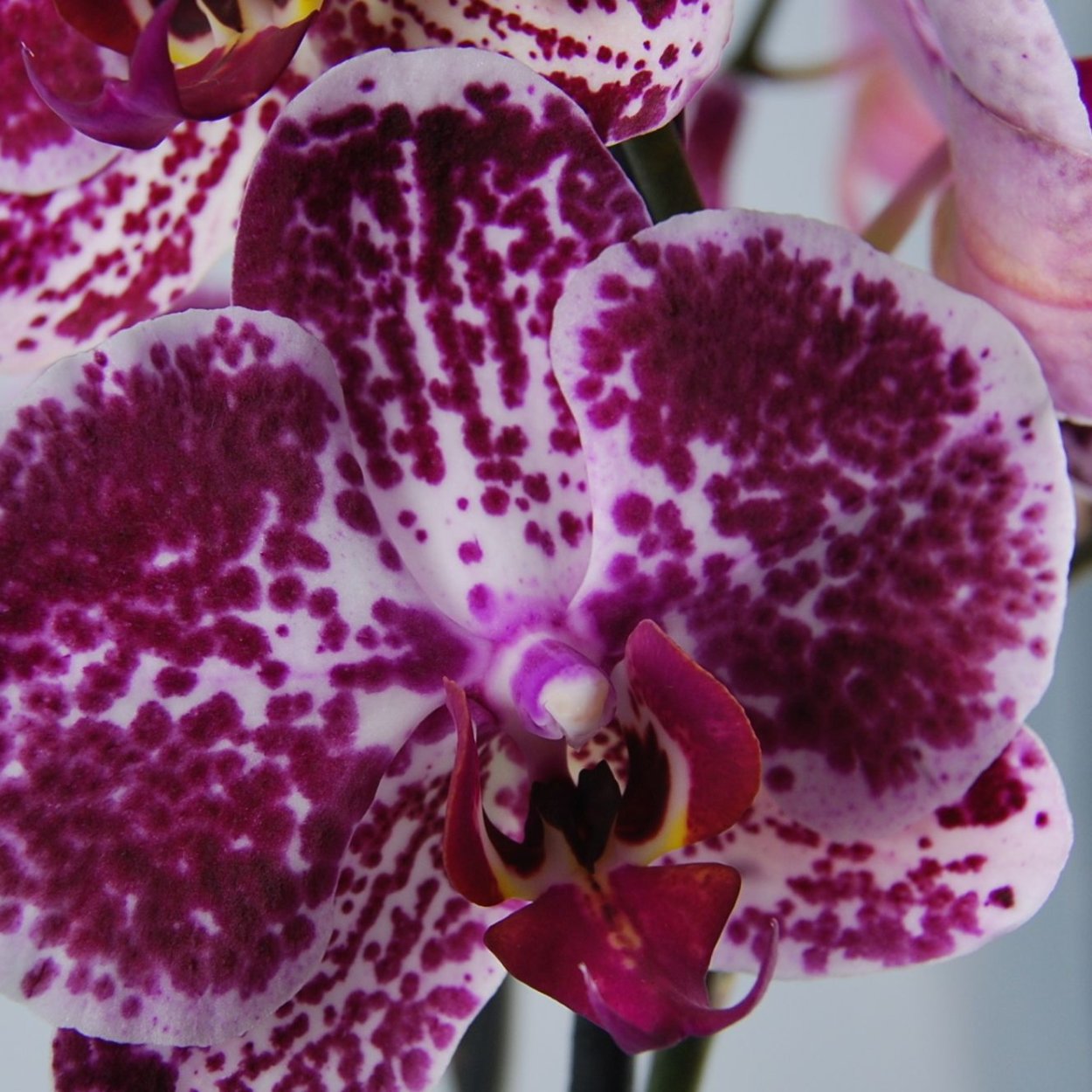 Орхидея Chian Xen Pearl