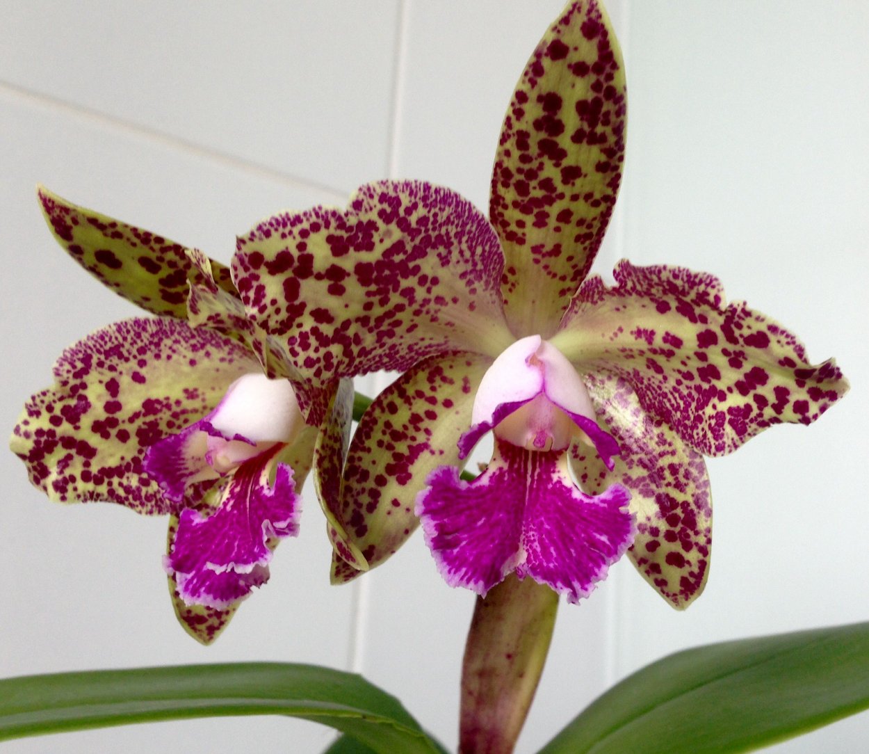 Каттлея BLC Durigan