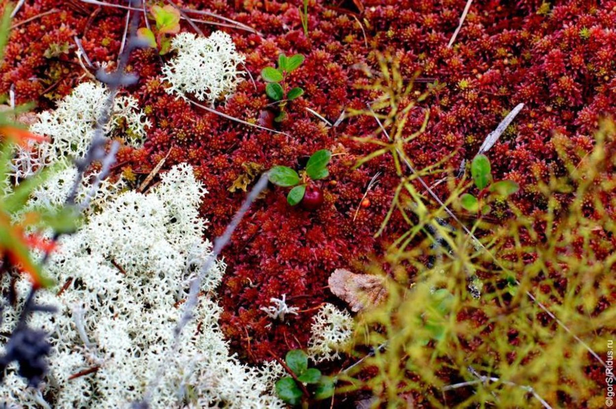 Грибы в Заполярье