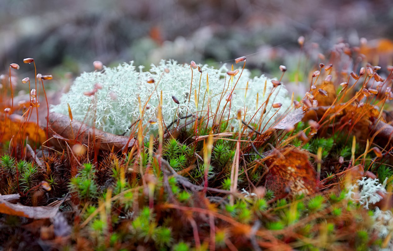 Лишайники ягель зимой