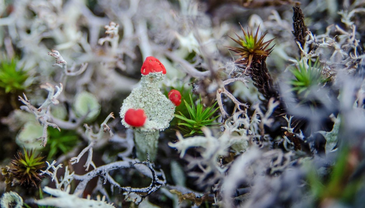 Лапландский заповедник мхи