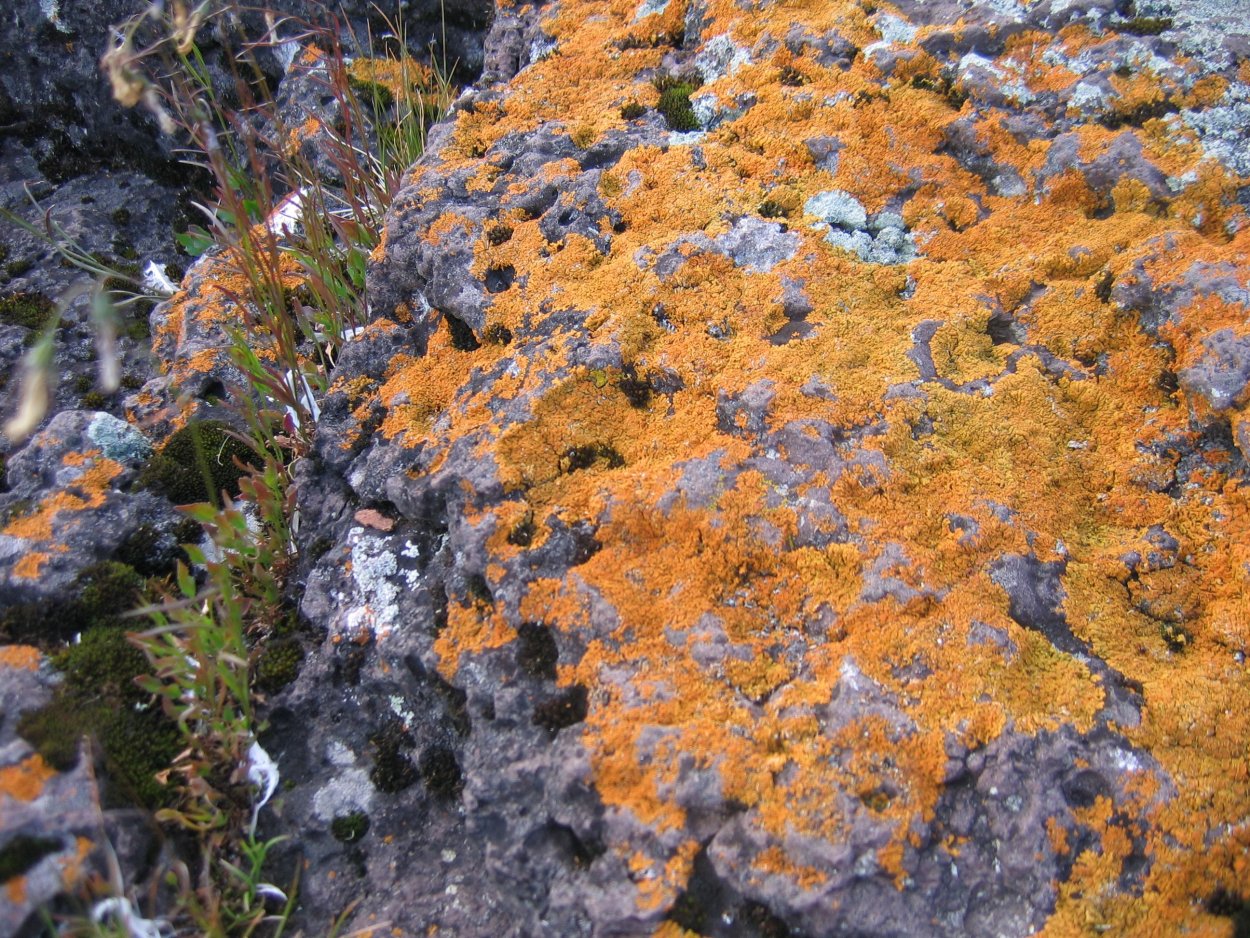 Гипновые мхи Арктика