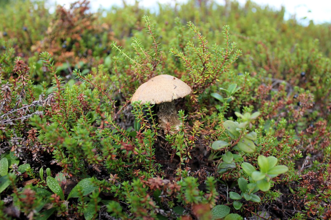 Беломошник ягель