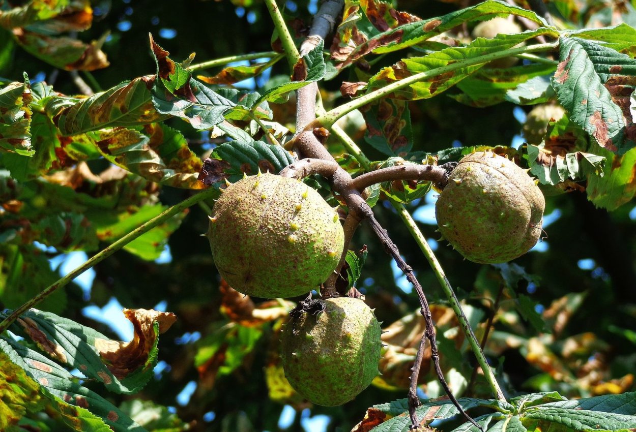 Орех с шипами