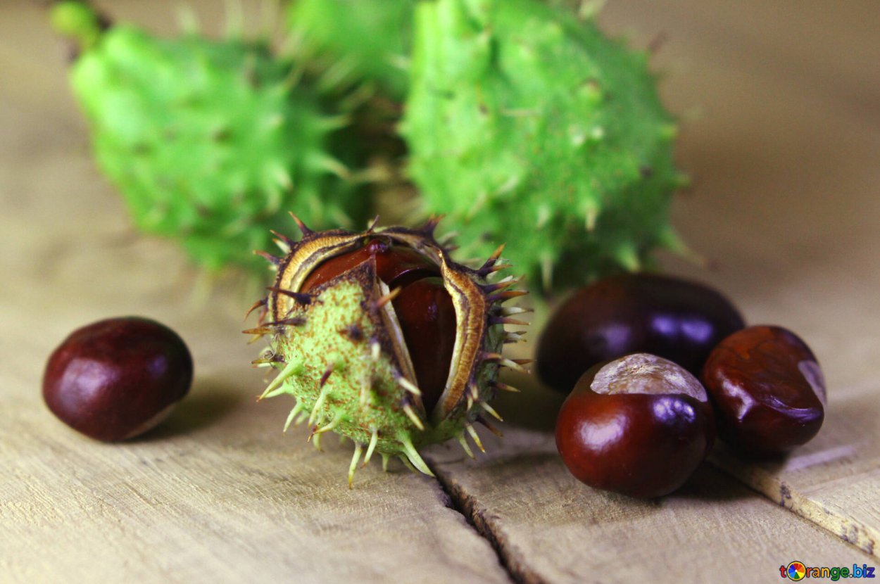 Каштан плод ШИПАСТЫЙ