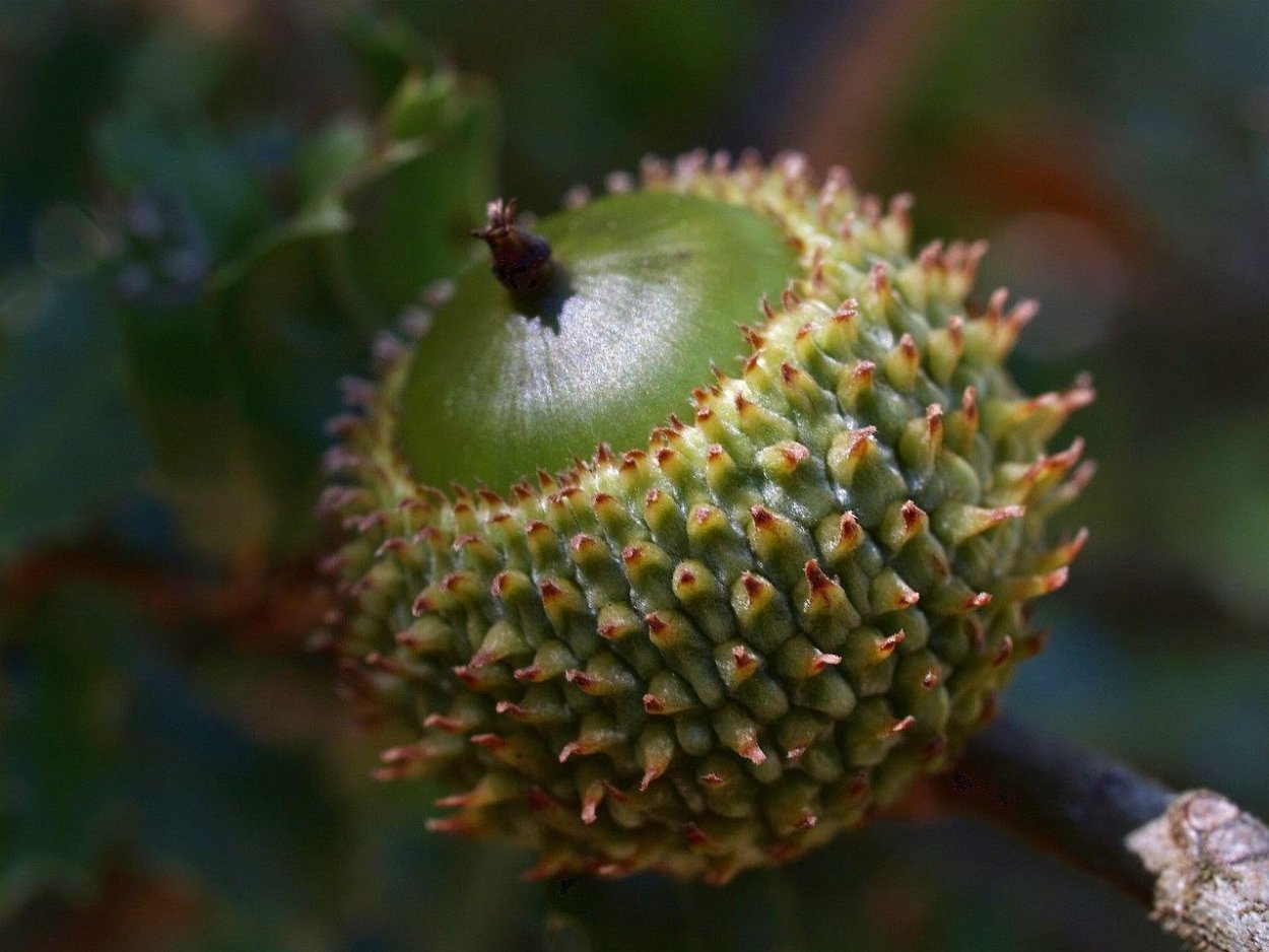 Каштан посевной сатива