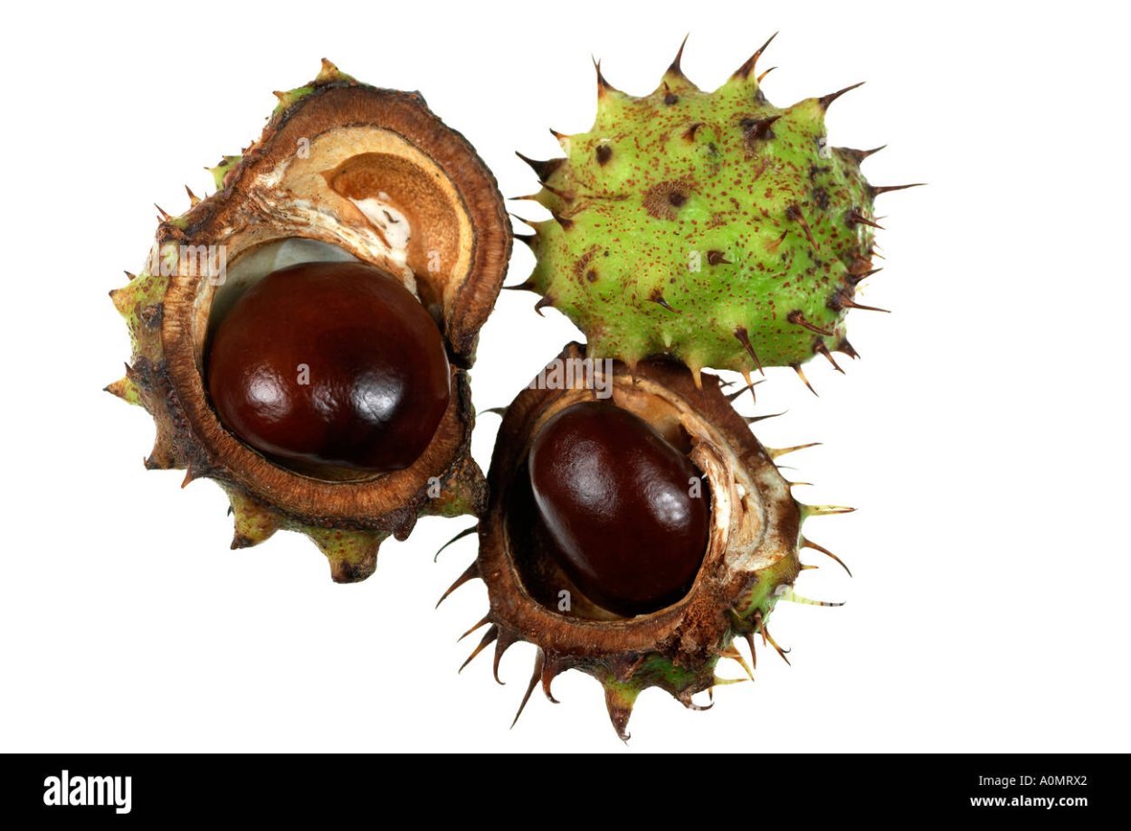 Орех маньчжурский (Juglans mandshurica)