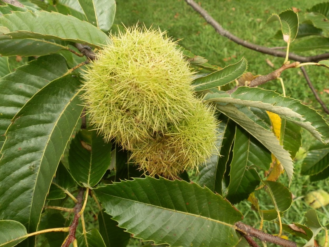 Конский каштан обыкновенный плод