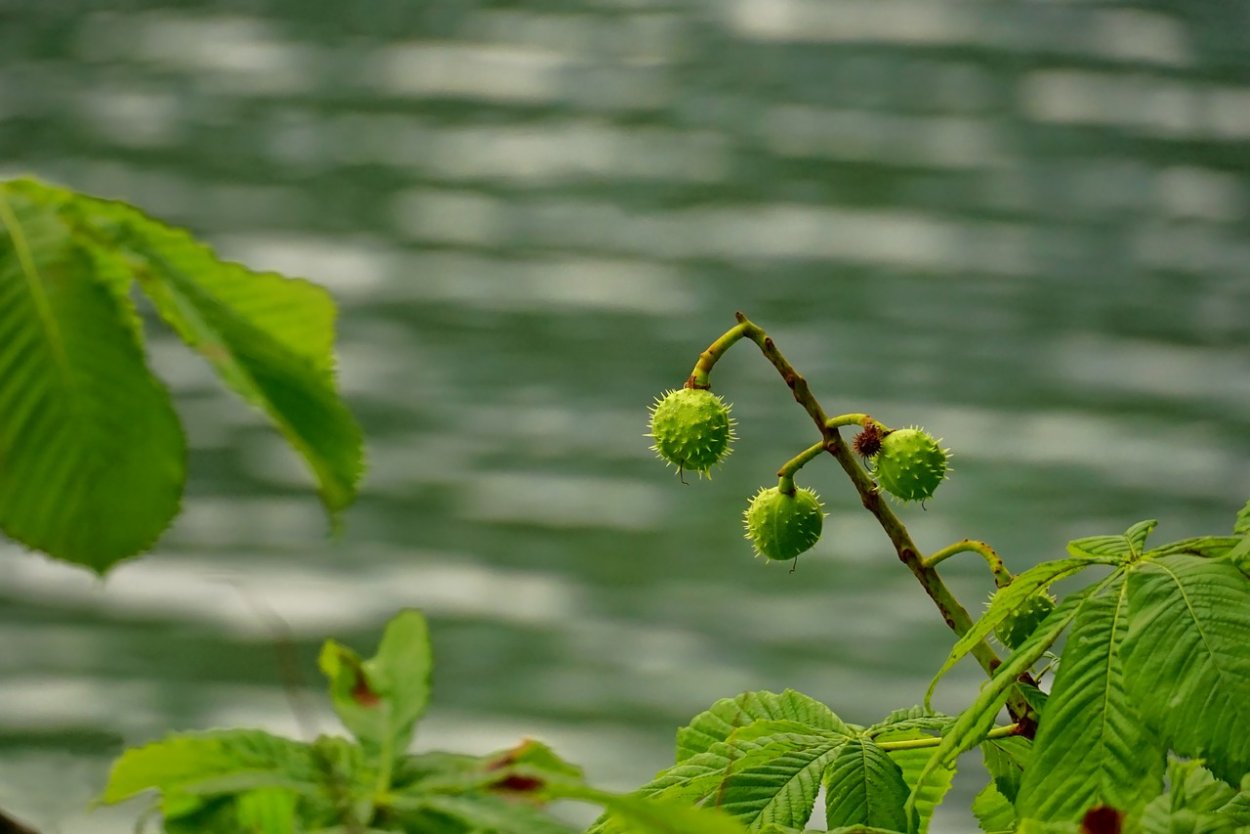 Каштан ШИПАСТЫЙ