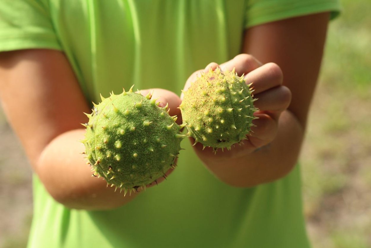 Каштан зеленый с колючками