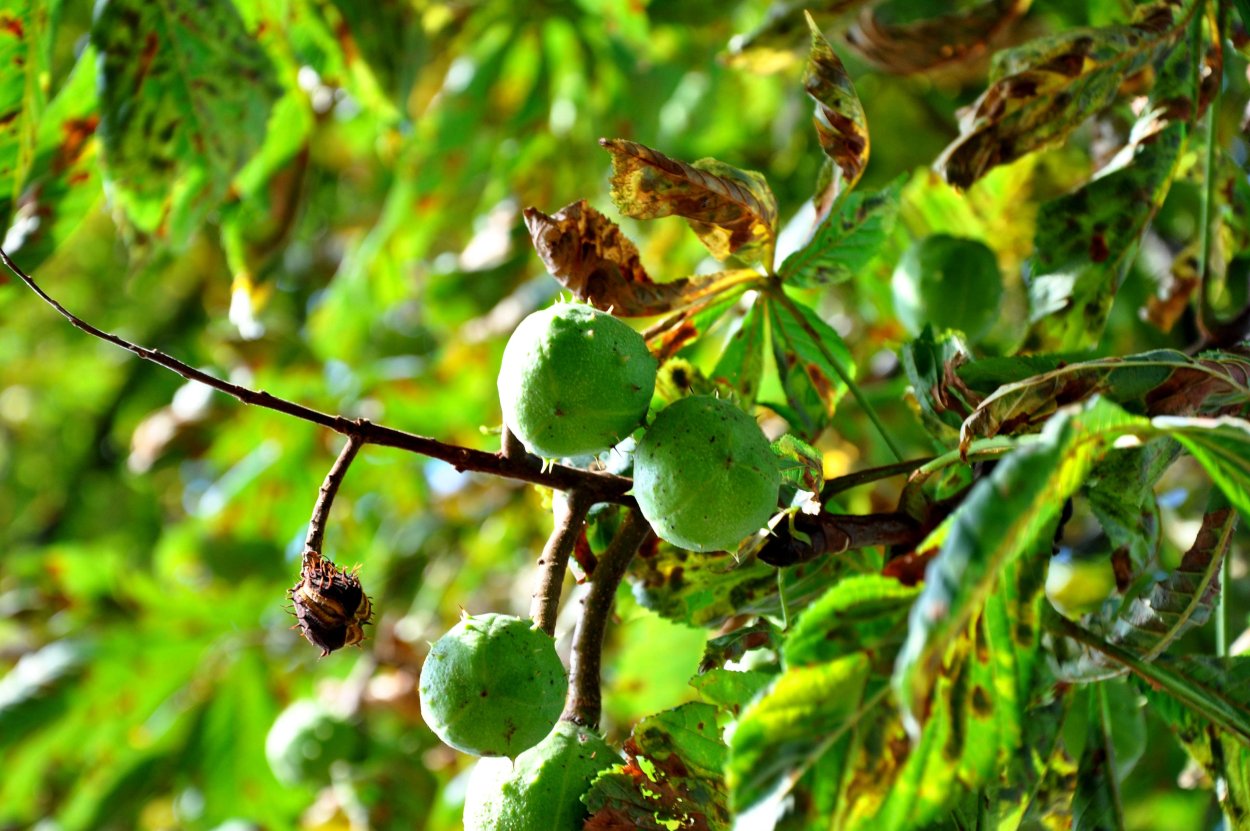 Каштан японский городчатый