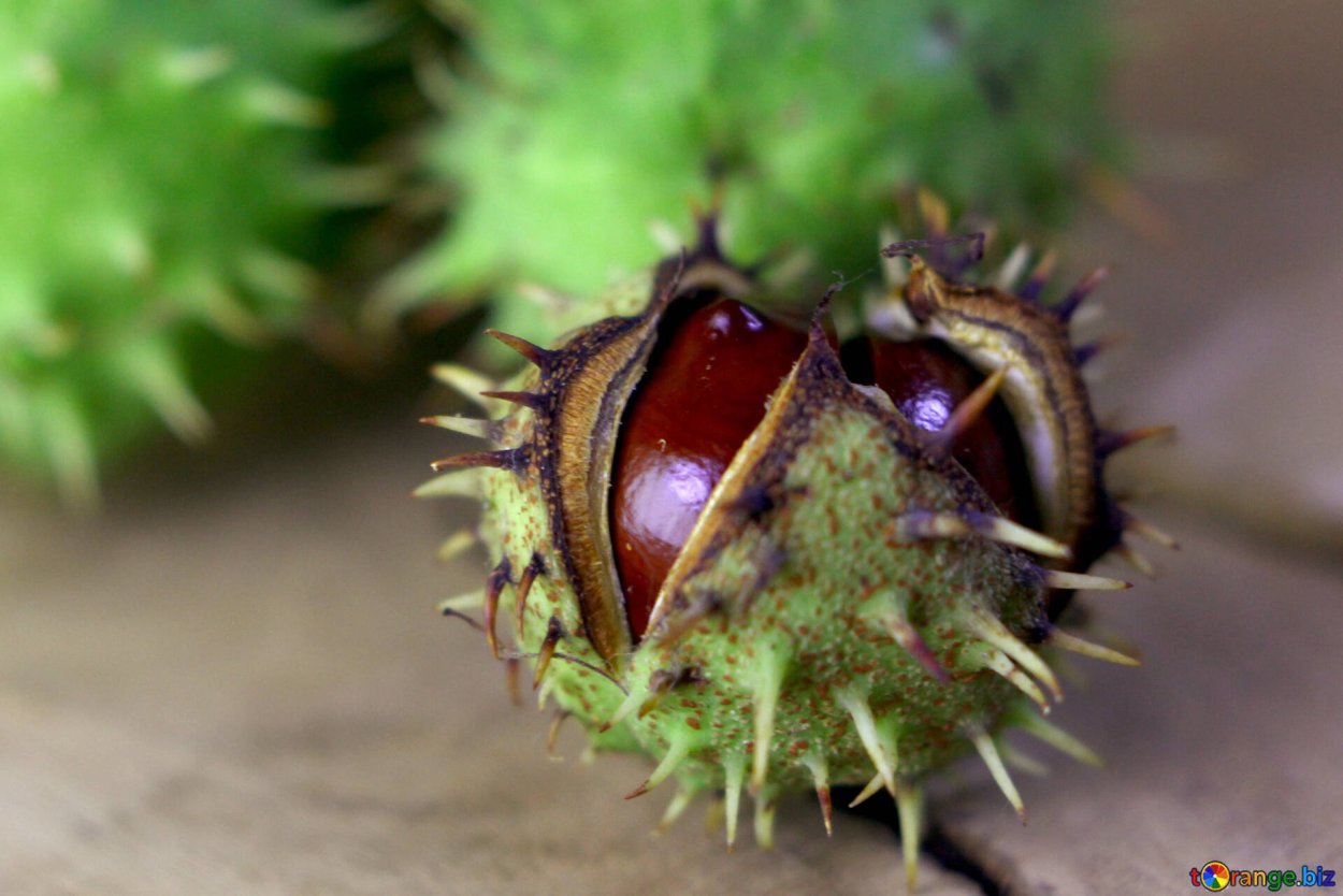 Каштан съедобный саженцы