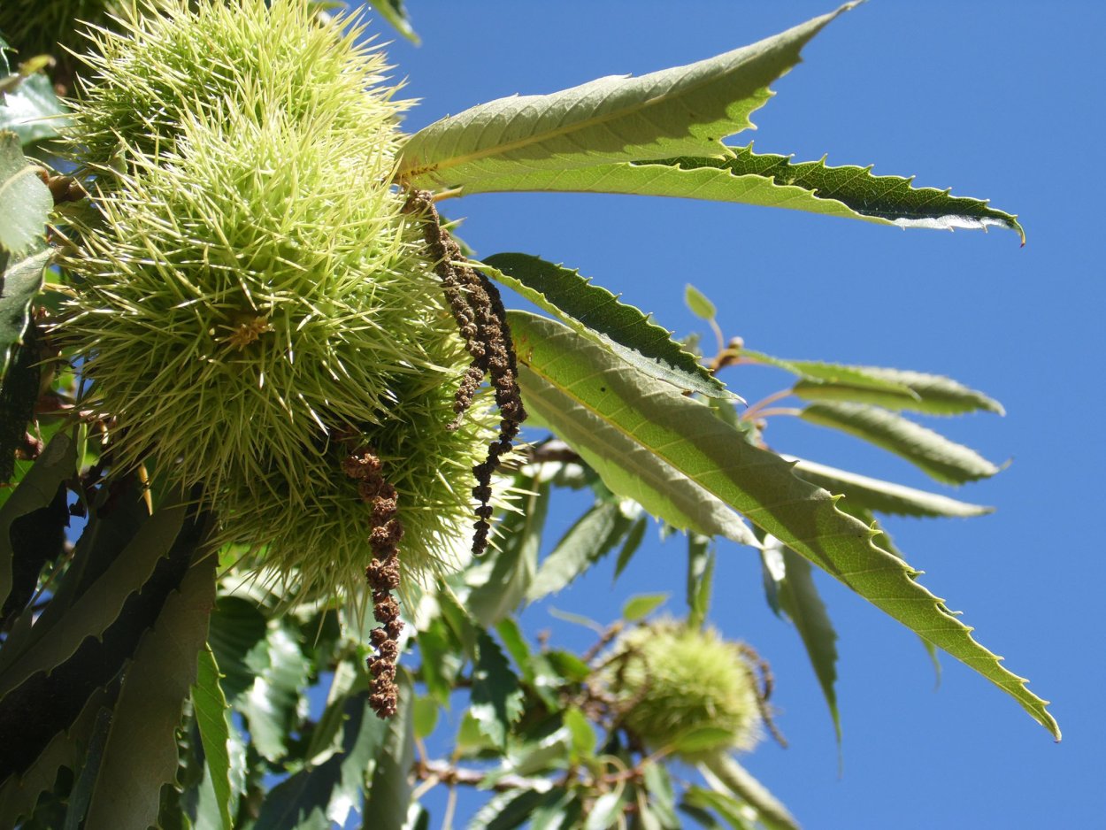 Каштан плод ШИПАСТЫЙ