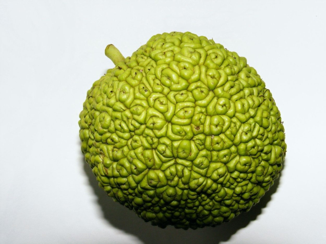 Плоды маклюры