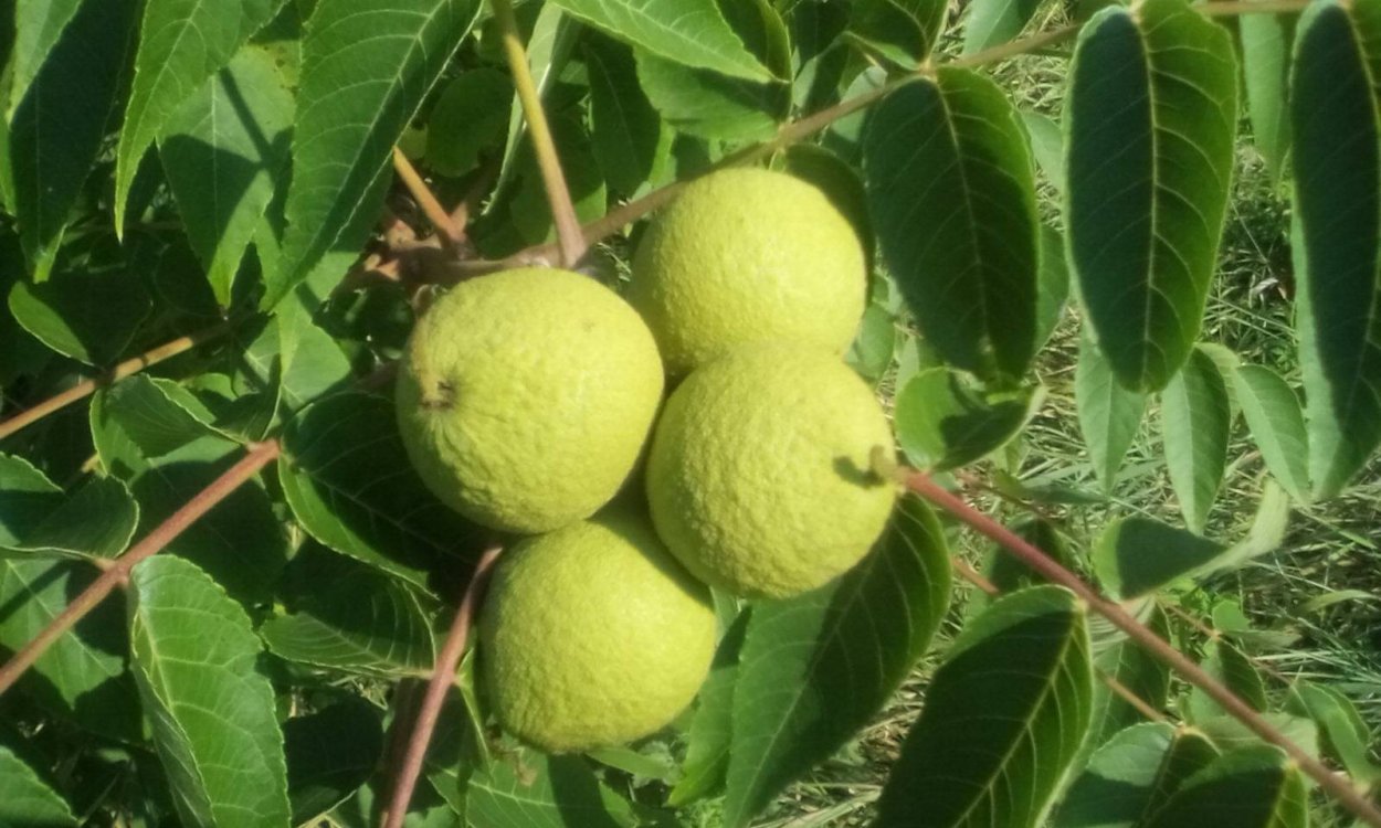 Плод грецкого ореха