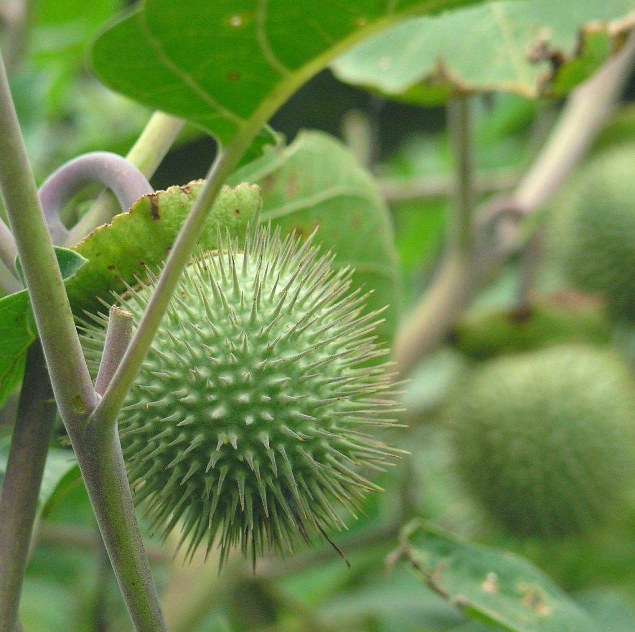 Каштан плод бородавчатый