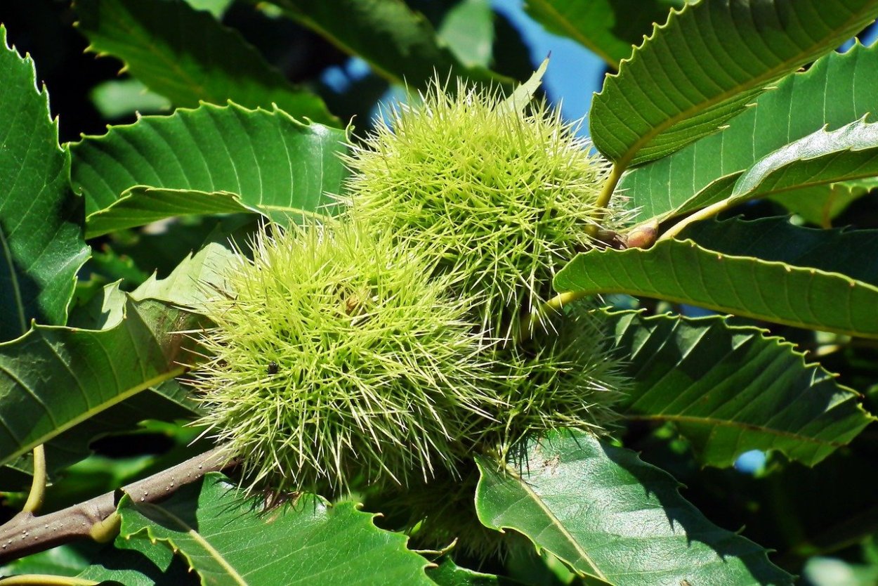 Деревья и плоды