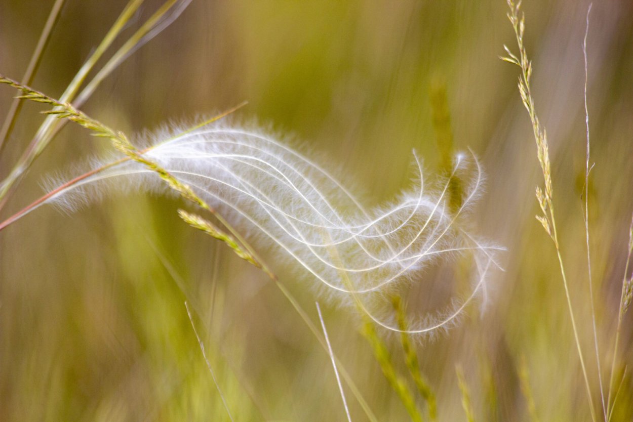 Ковыль красивейший (Stipa pulcherrima)
