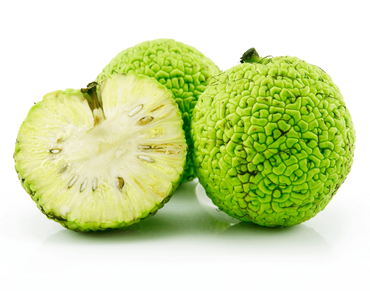 Плоды маклюры