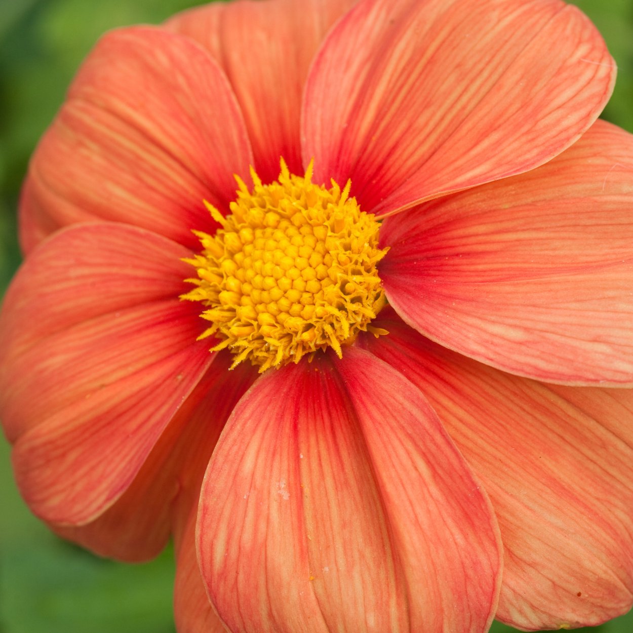 Рыжие цветы