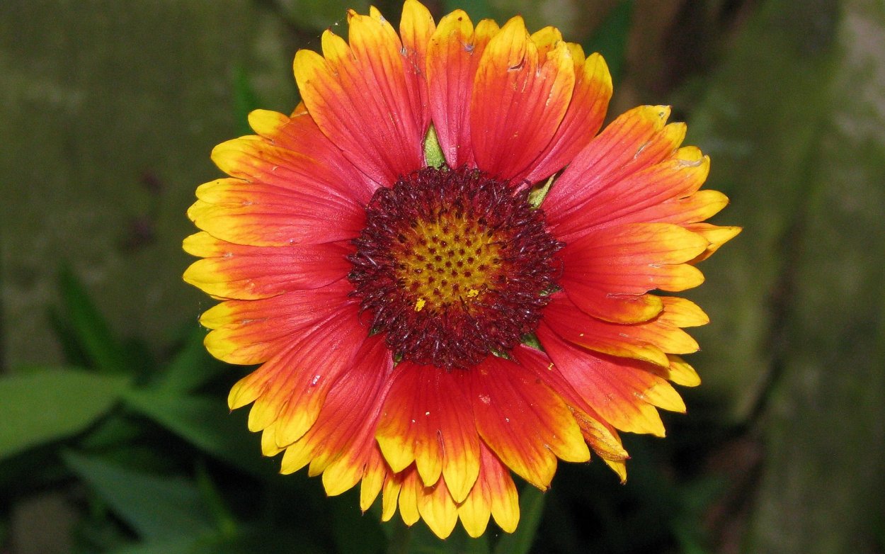 Красно желтые цветы