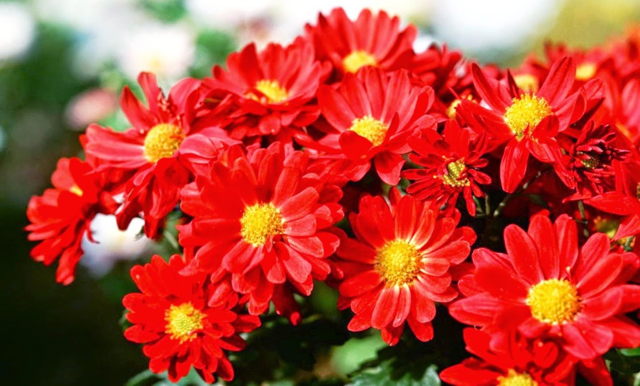 Хризантема корейская Червона Калина