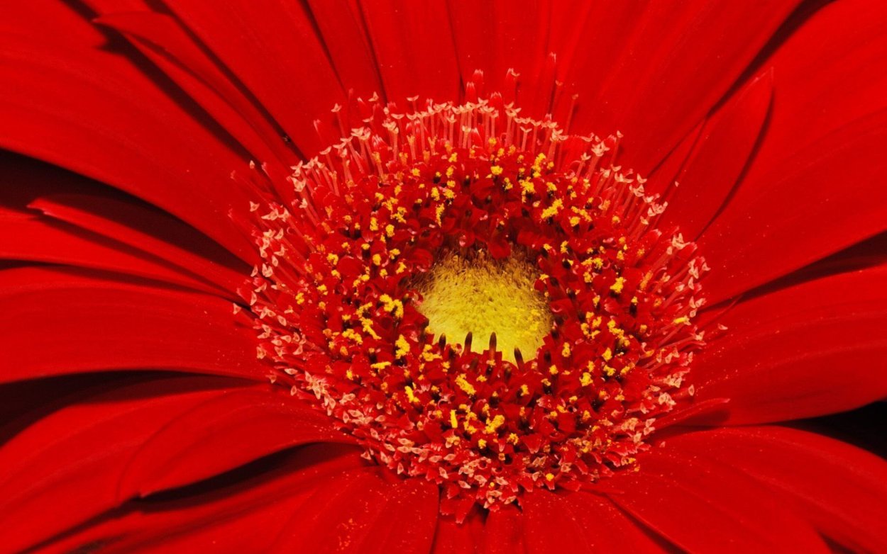 Красный цветок