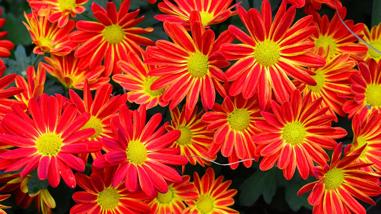 Хризантема красноватая