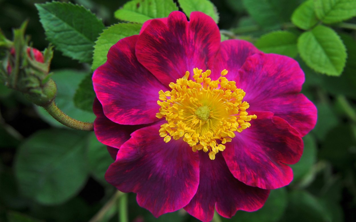 Шиповник бордовый