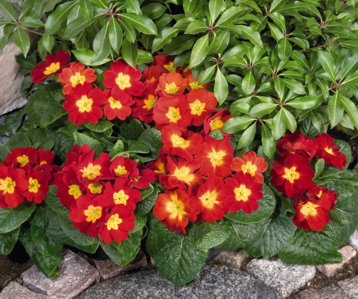 Примула высокая пиано Роуз биколор