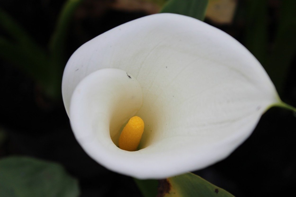 Arum Lily цветок