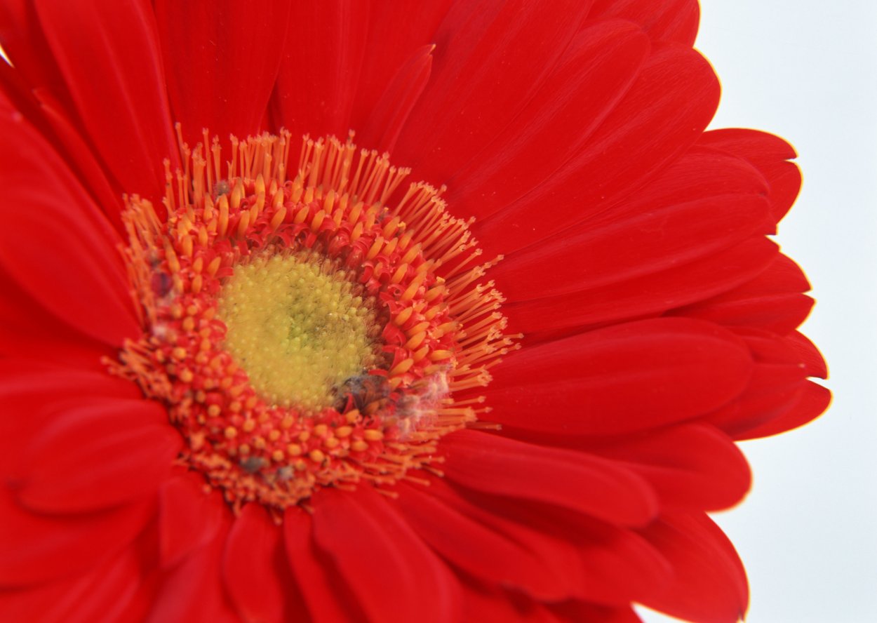 Красный цвет