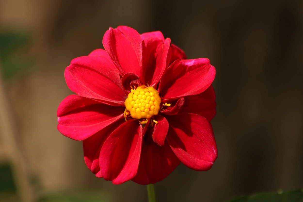 Цветы с красными лепестками и желтой серединой