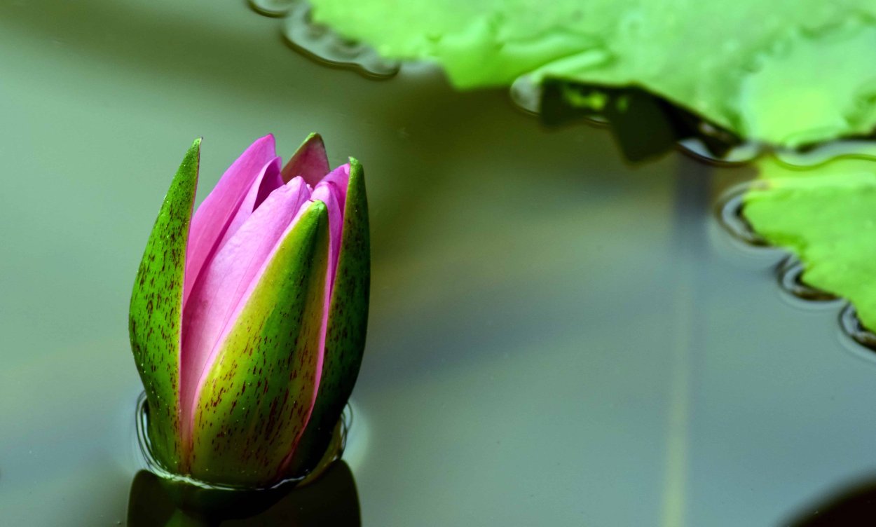 Бутон кувшинки закрытый