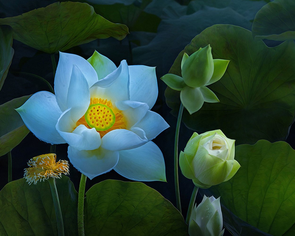 Бутон белого лотоса