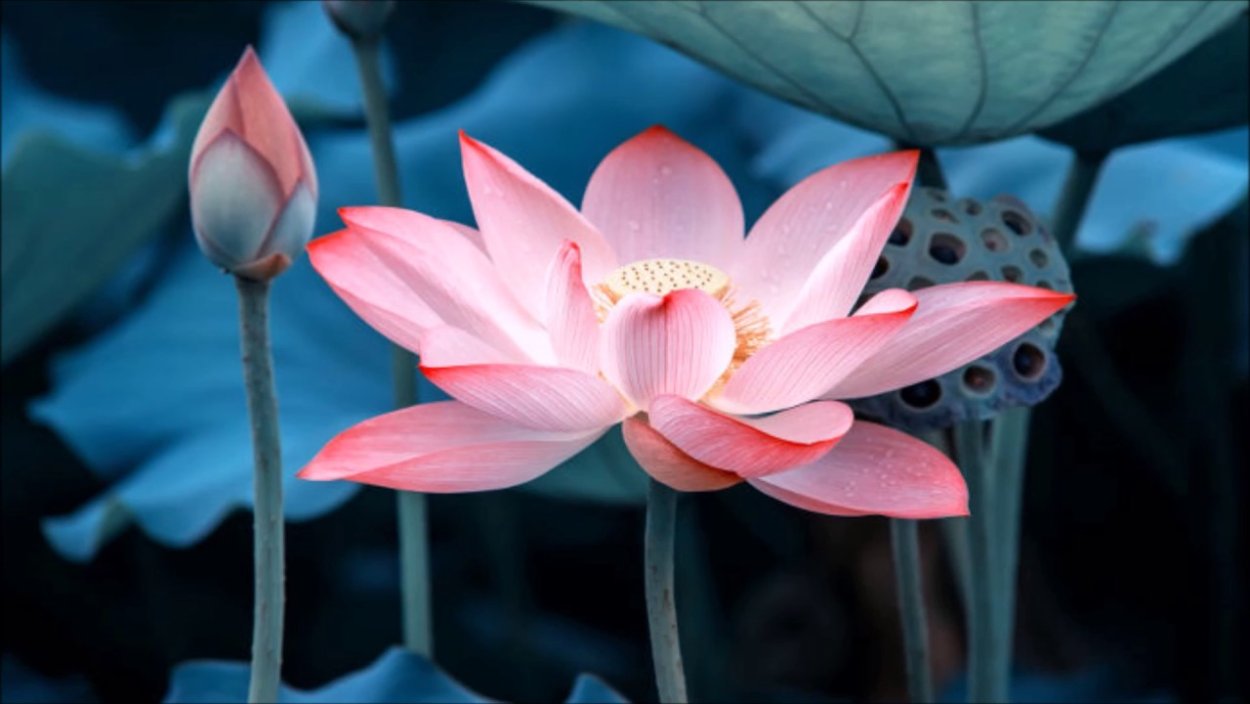 Девятилистный Лотос