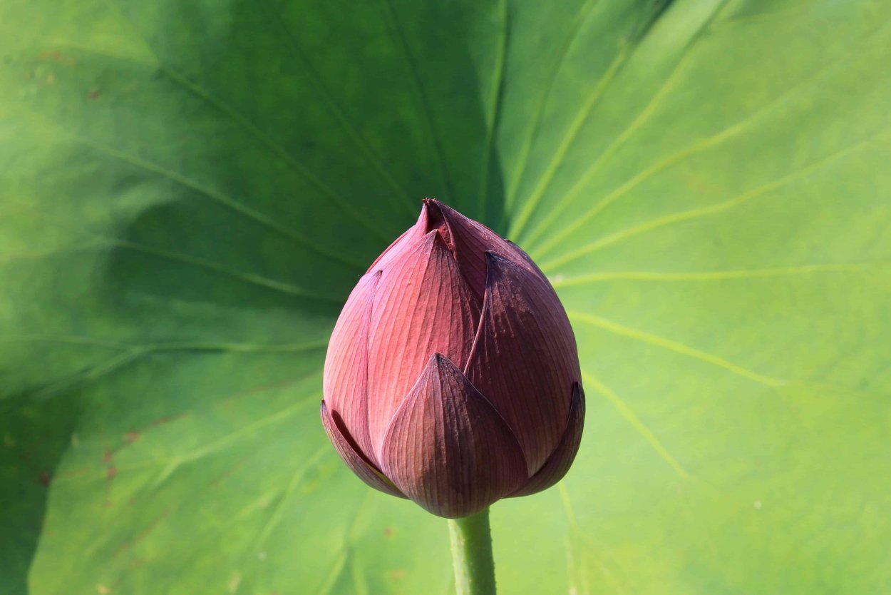 Лотос орехоносный бутон
