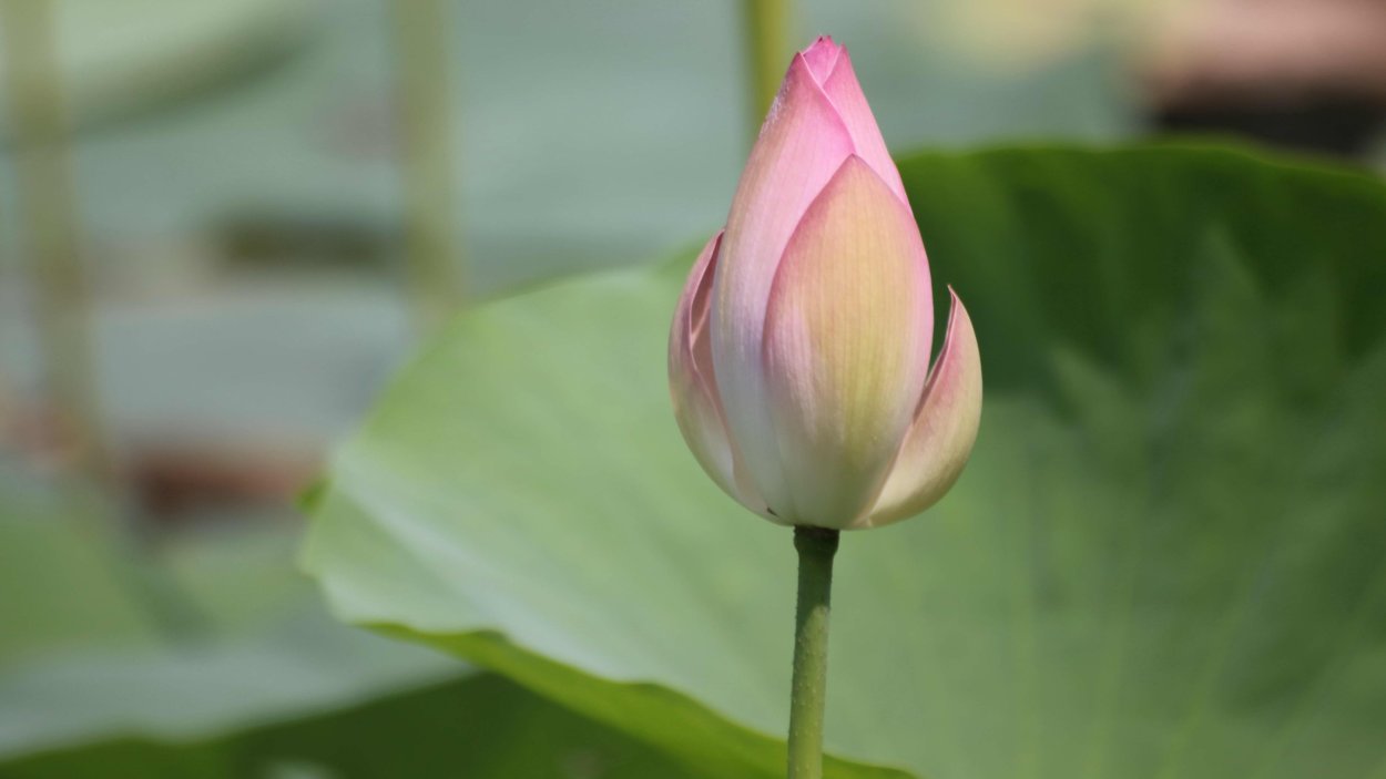 Белый бутон лотоса на зеленом