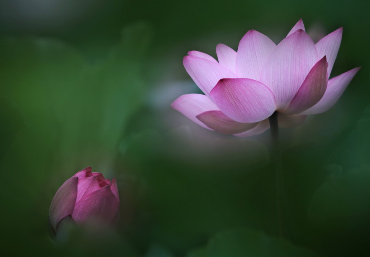 Нераспустившийся цветок лотоса