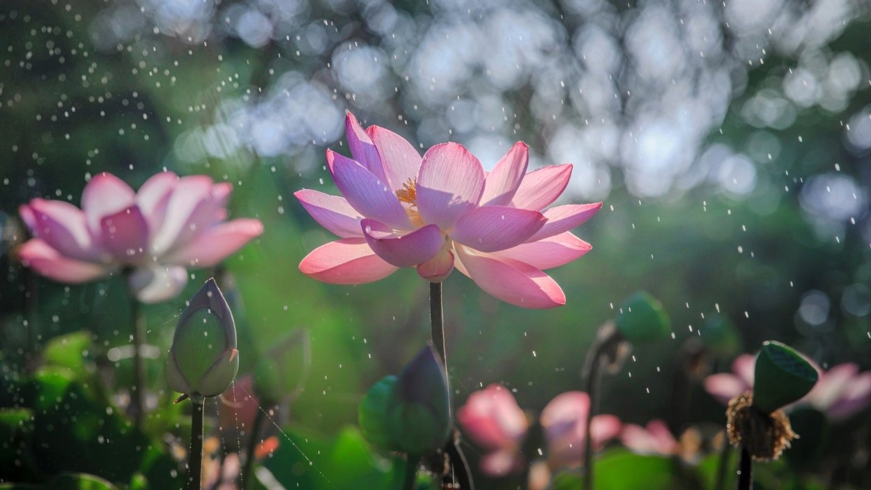 Сенполия озеро лотосов