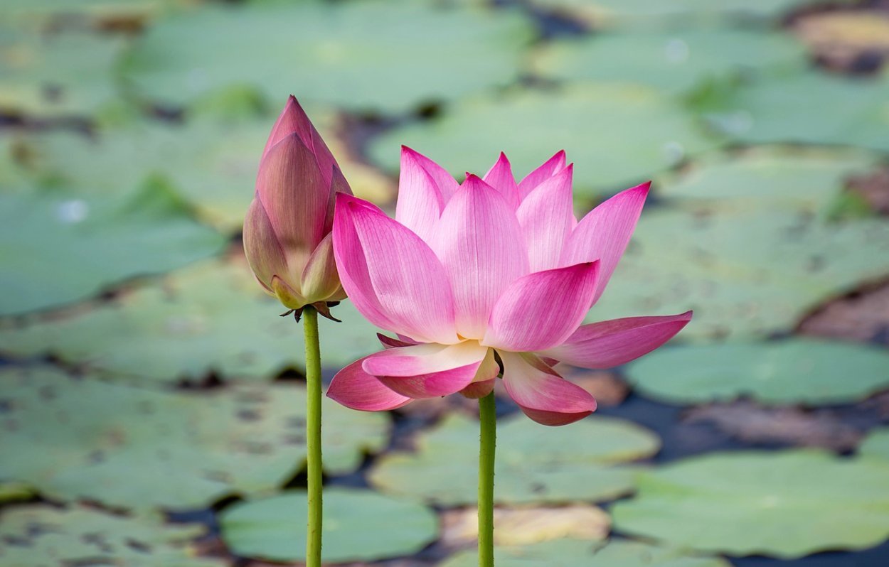 Лотос Хомальт