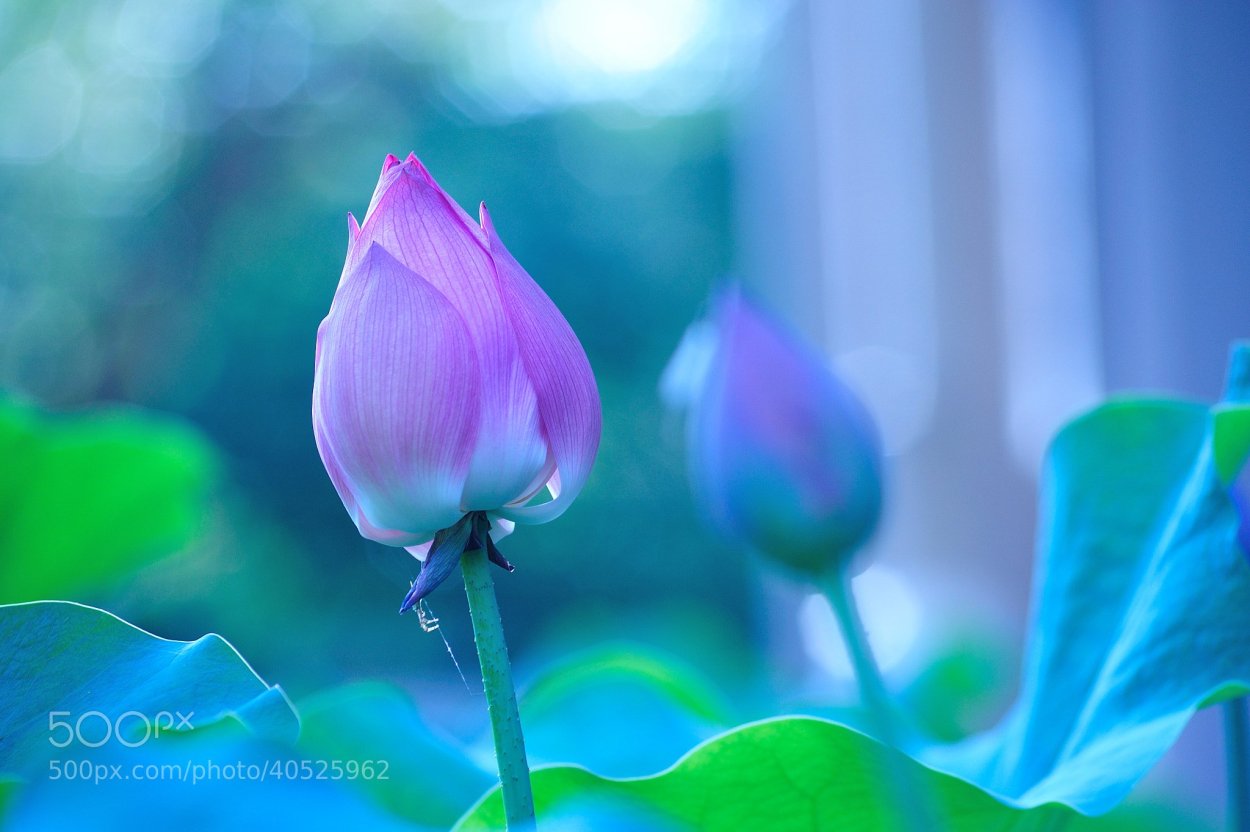 Цветы узор Минимализм