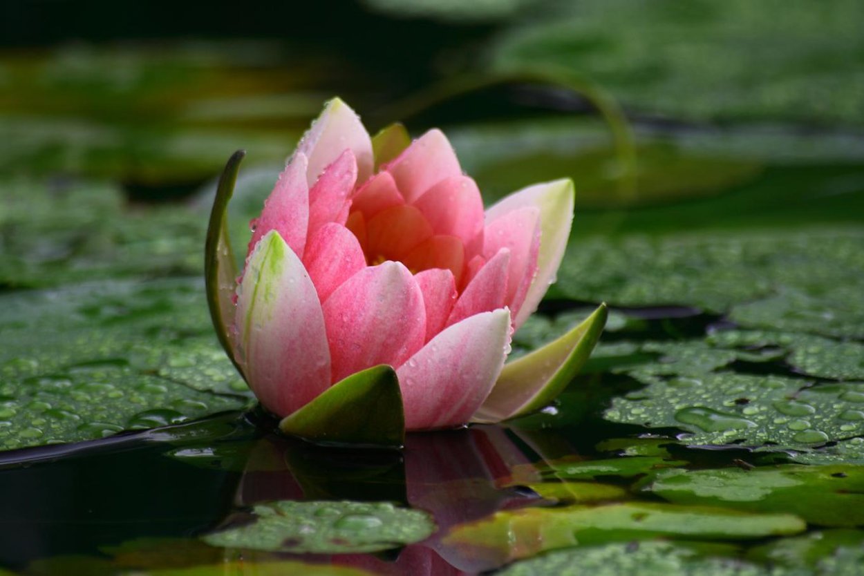 Лотос кубышка Макросъемка