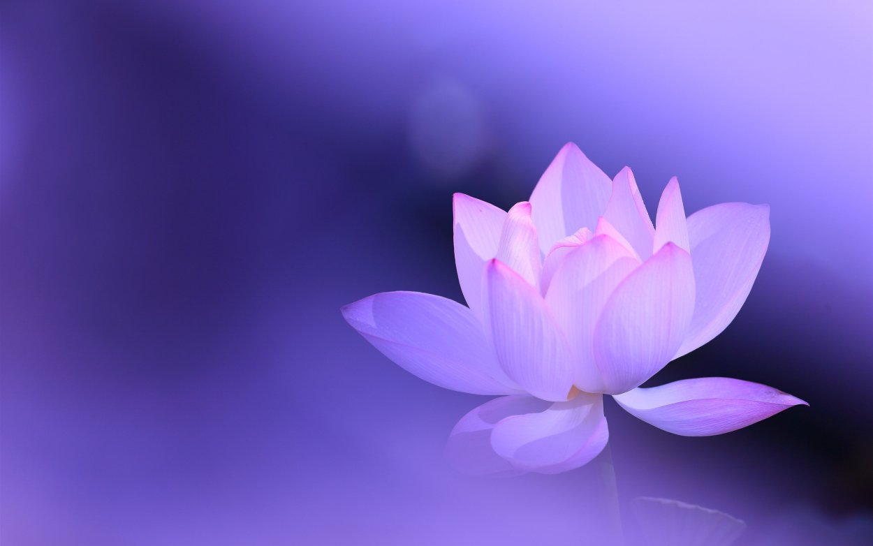 Нежный Лотос