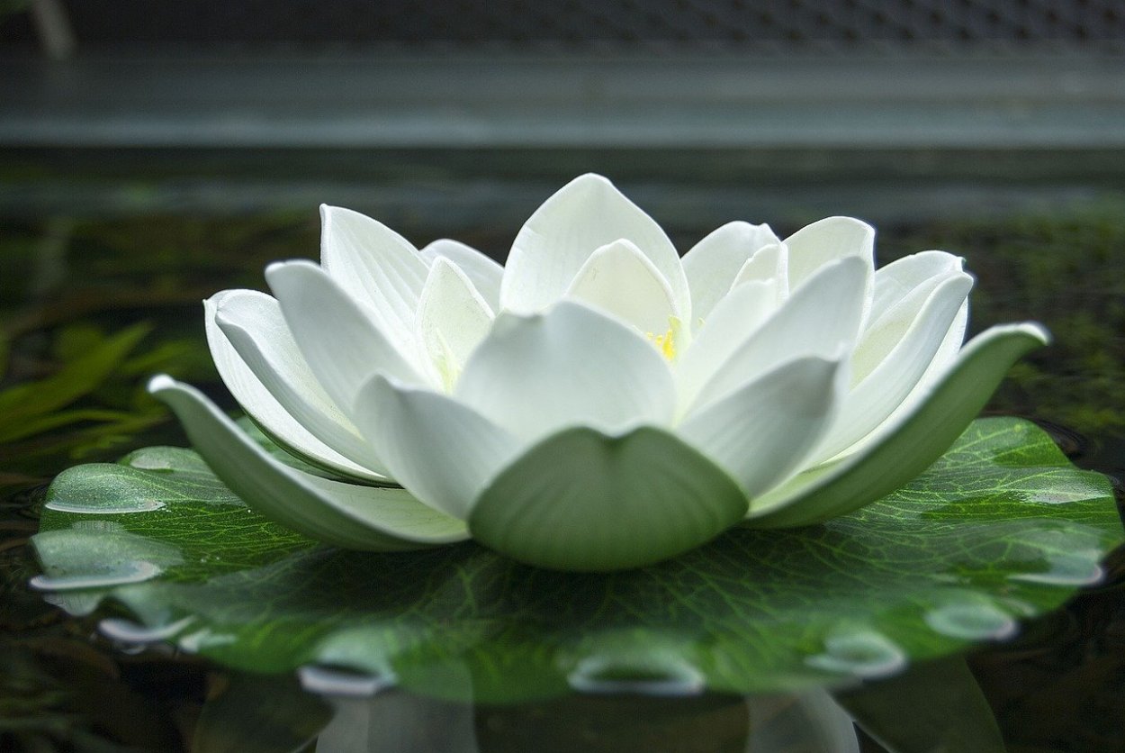 Лотос кувшинка водяная Лилия