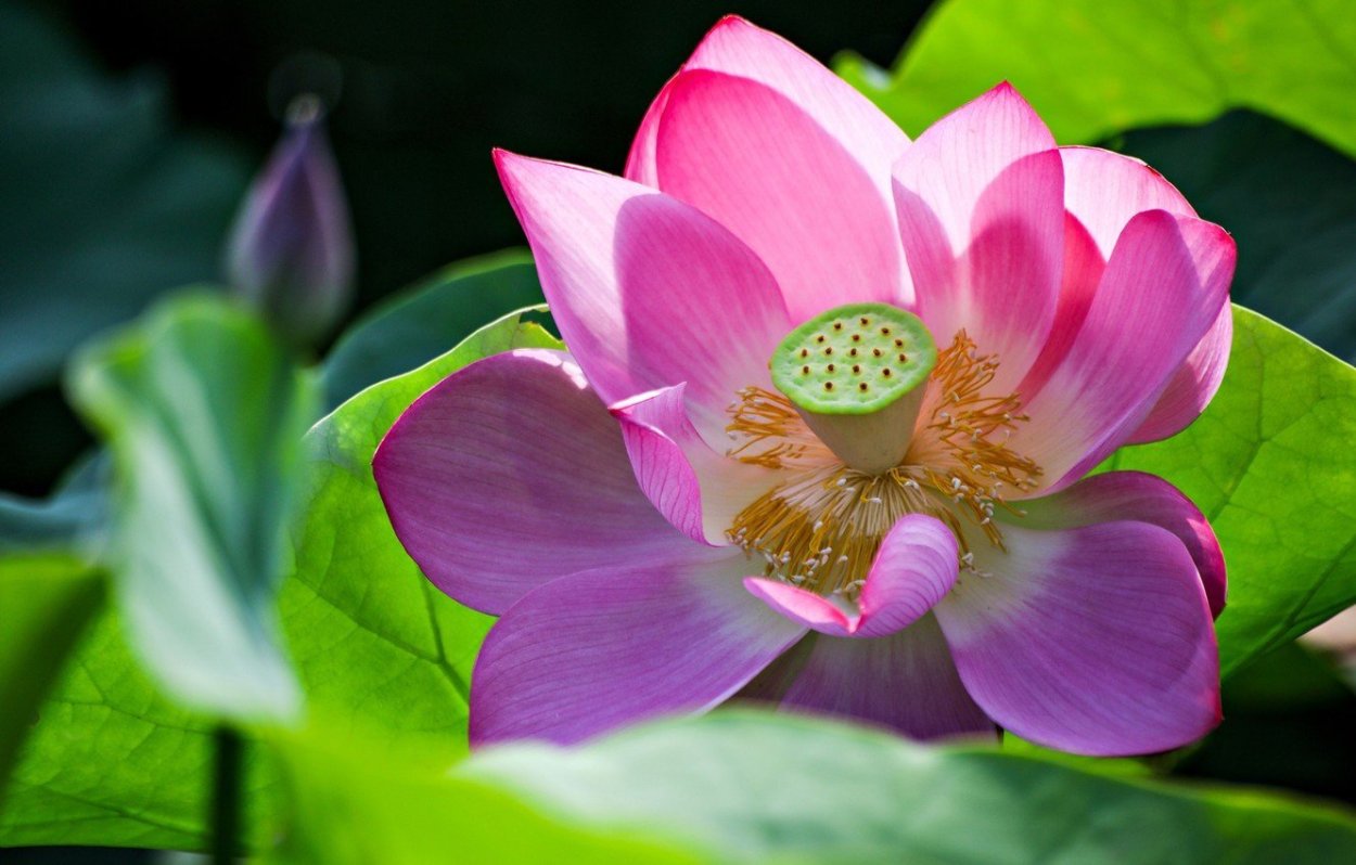 Референсы лотоса цветка