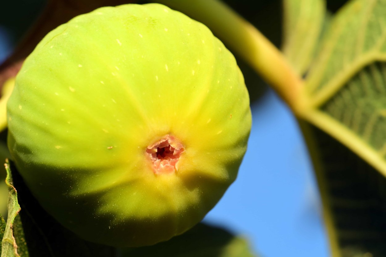 Инжир сорт Вердино