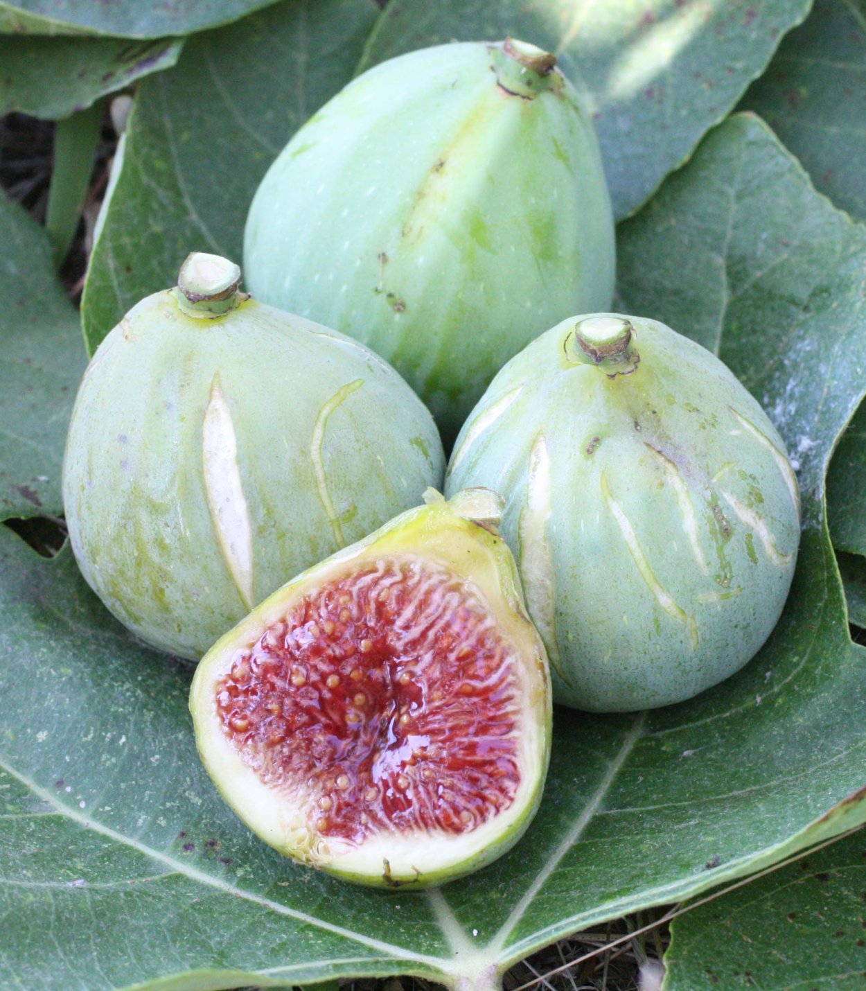 Инжир Далматский белый