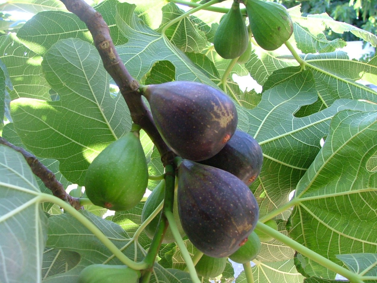 Инжир Кадота