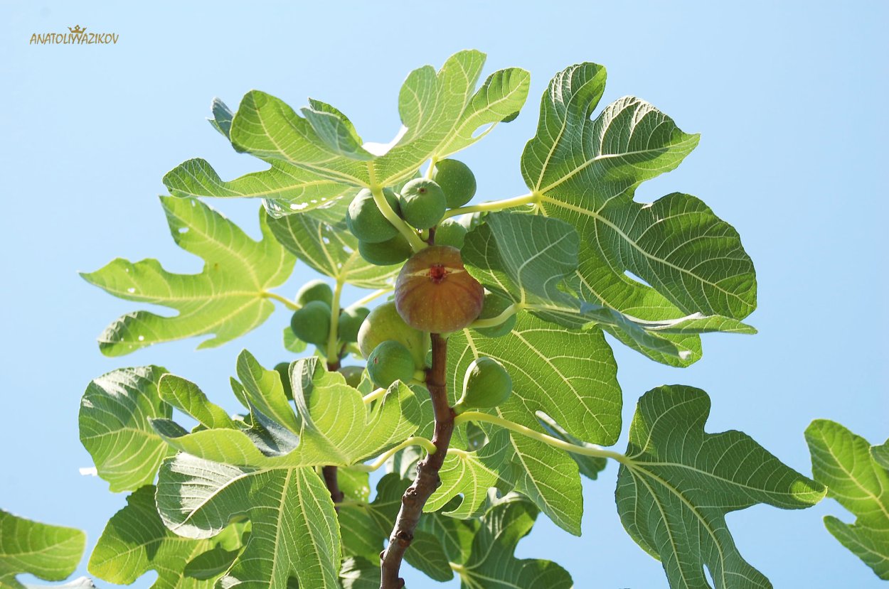 Инжир растение